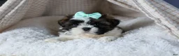 Shih Tzu dogs for sale: HANNAH - Ad 14