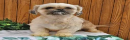 Shihpoo dogs for sale: Cassie    - Ad 6