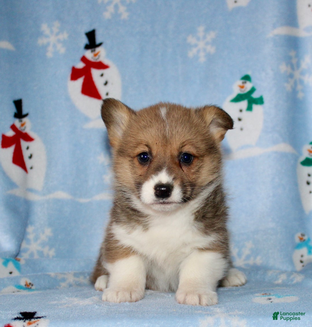 Welsh Corgi Pembroke dogs for sale: Misty - Ad 2