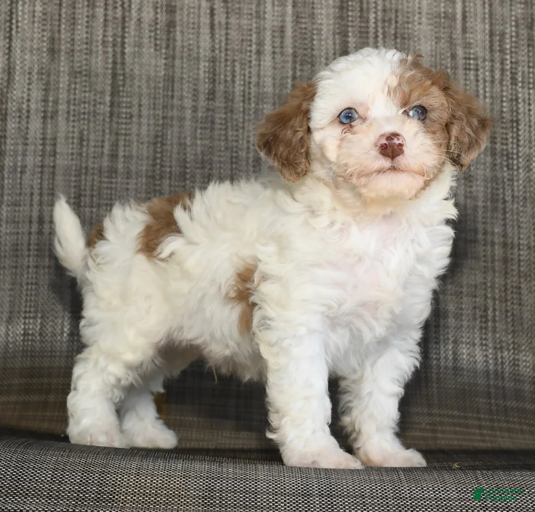 Havapoo dogs for sale: Chester - Ad 7