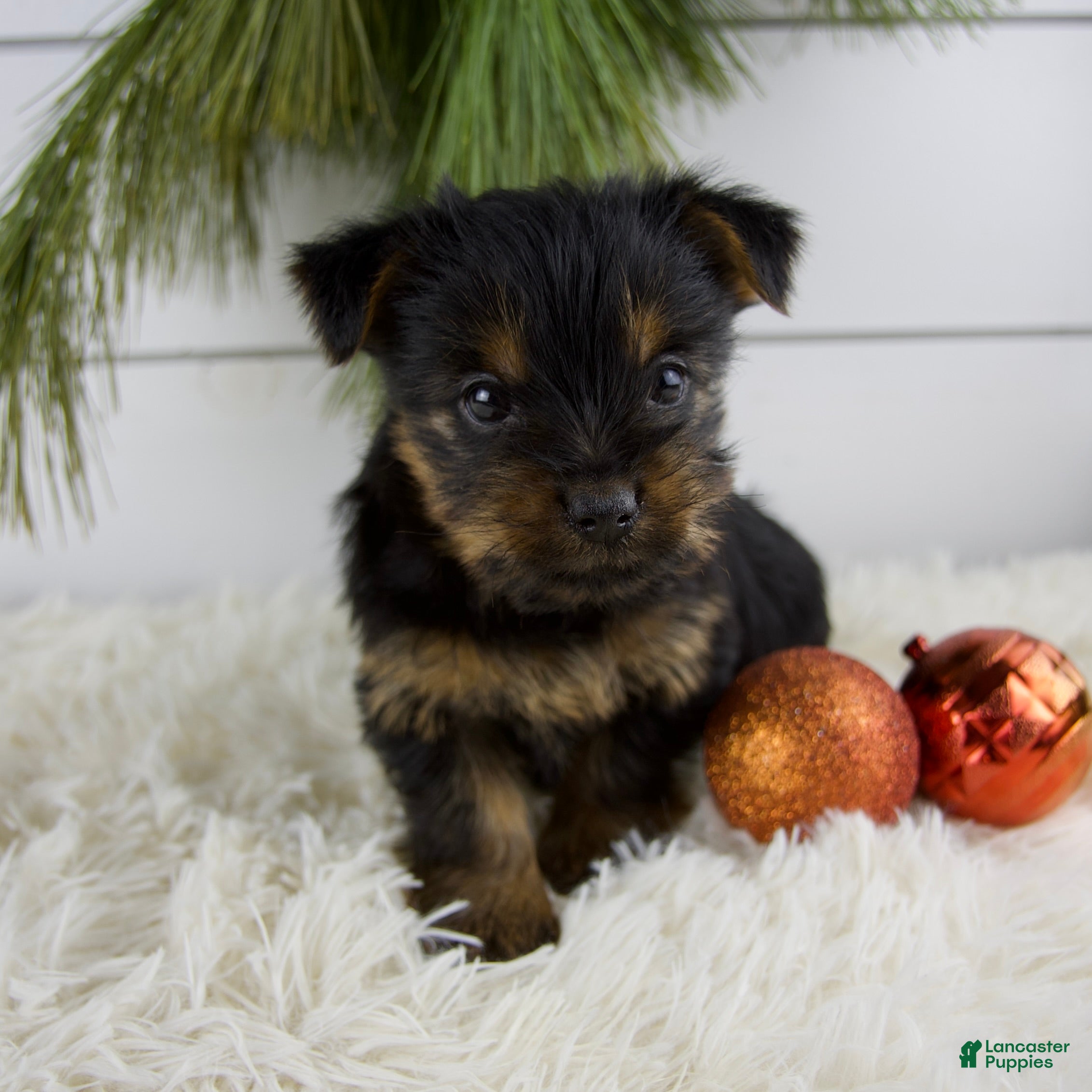 Yorkshire Terrier dogs Cammy - Ad 6