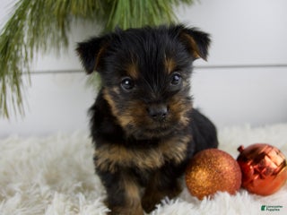 Yorkshire Terrier dogs Cammy - Ad 10