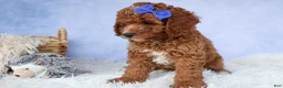 Cavapoo dogs for sale: TOBY - Ad 2