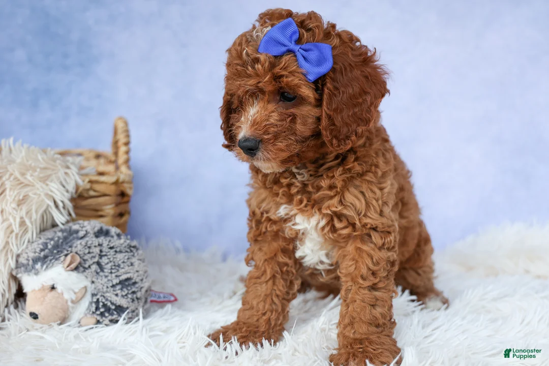 Cavapoo dogs for sale: TOBY - Ad 2