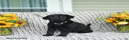 Labrador Retriever dogs for sale: Linda - Ad 2