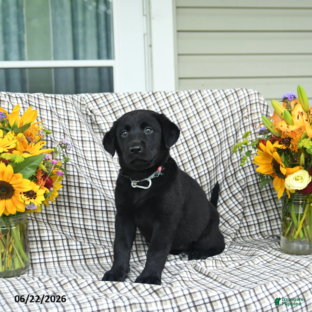 Labrador Retriever dogs for sale: Linda - Ad 2