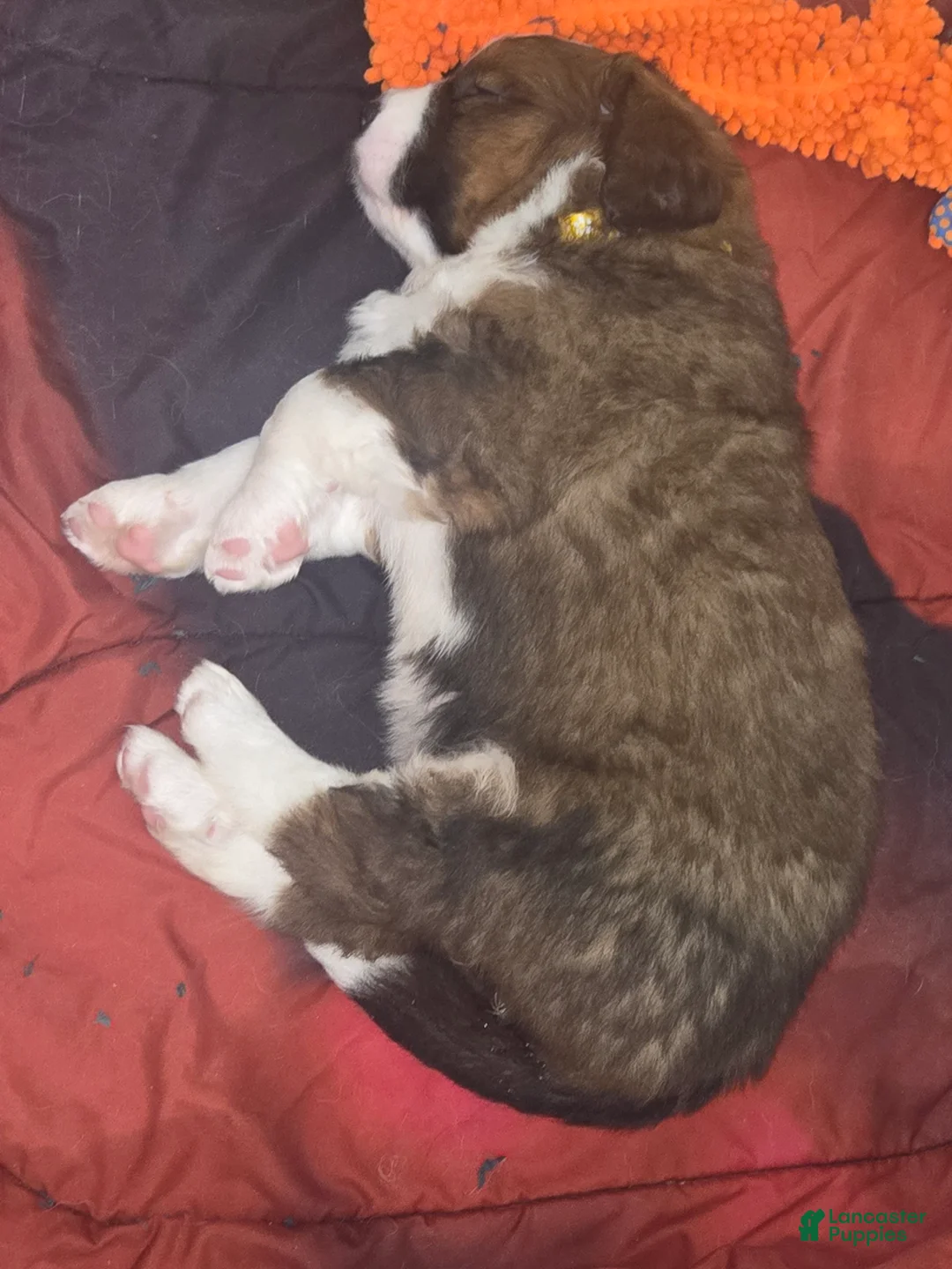 Mixed Breed dogs for sale: Zues - Ad 41