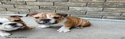 English Bulldog dogs for sale: Reagan - Ad 24