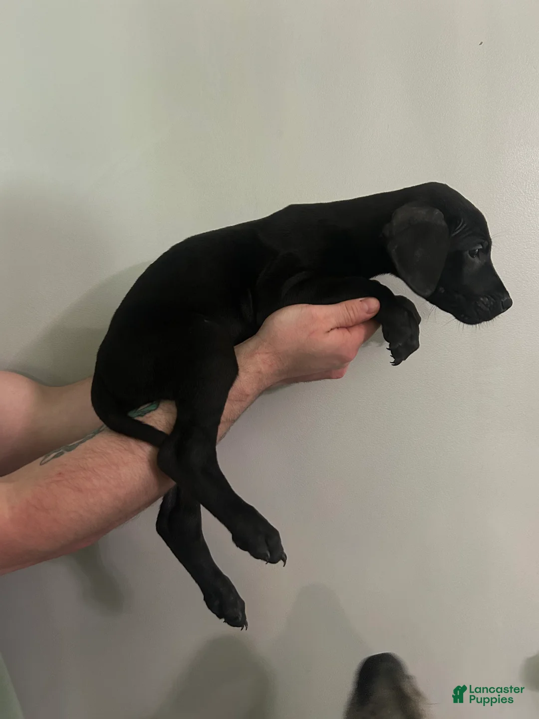 Mixed Breed dogs for sale: Puppy 6  - Ad 2
