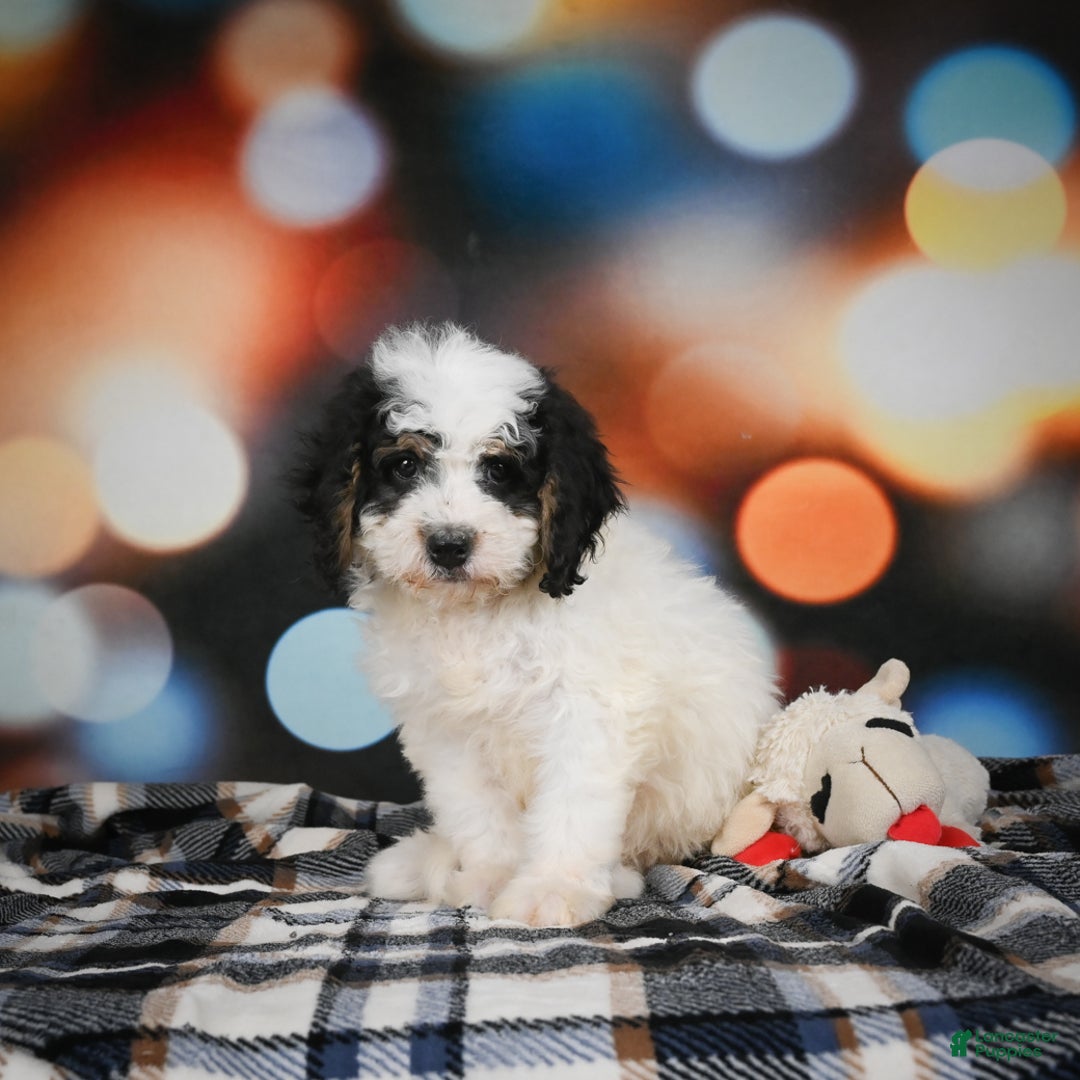 Mini Bernedoodle dogs for sale: Misty - Ad 5