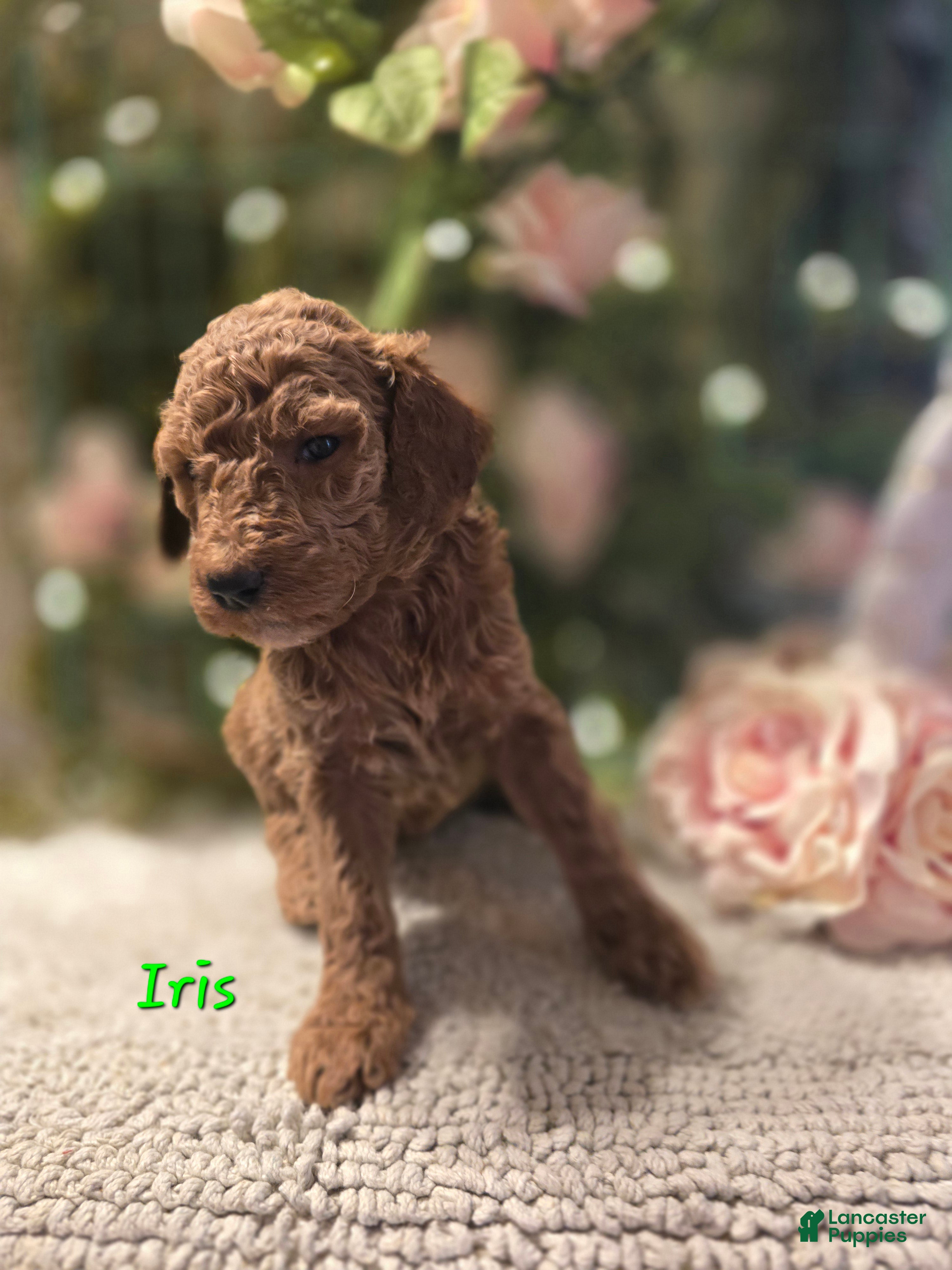 Goldendoodle dogs Goldendoodle Puppy 9 - Ad 34