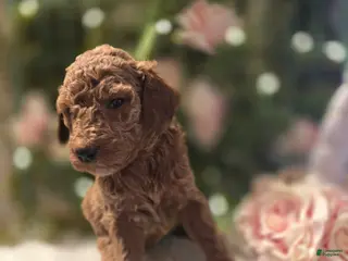 Goldendoodle dogs Goldendoodle Puppy 9 - Ad 34