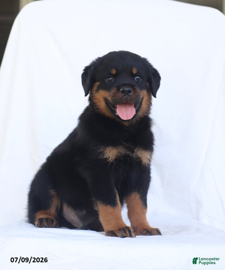 Rottweiler dogs Renzo - Ad 1