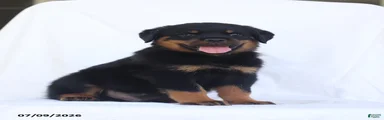 Renzo
