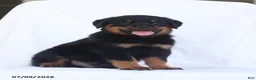 Rottweiler dogs for sale: Renzo - Ad 1