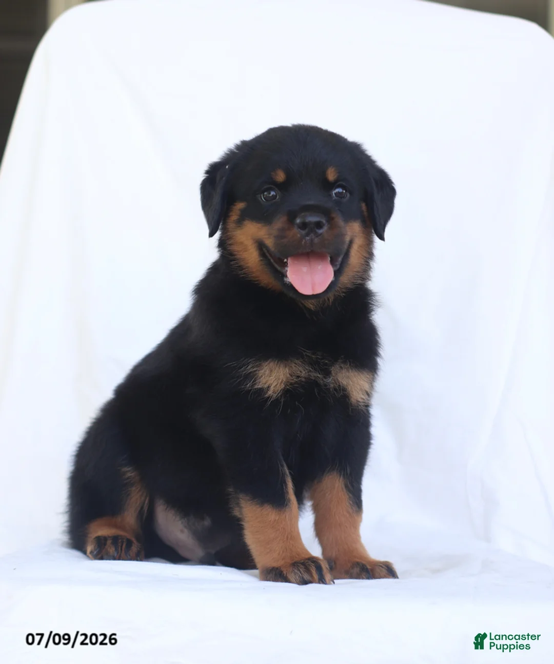 Rottweiler dogs for sale: Renzo - Ad 1