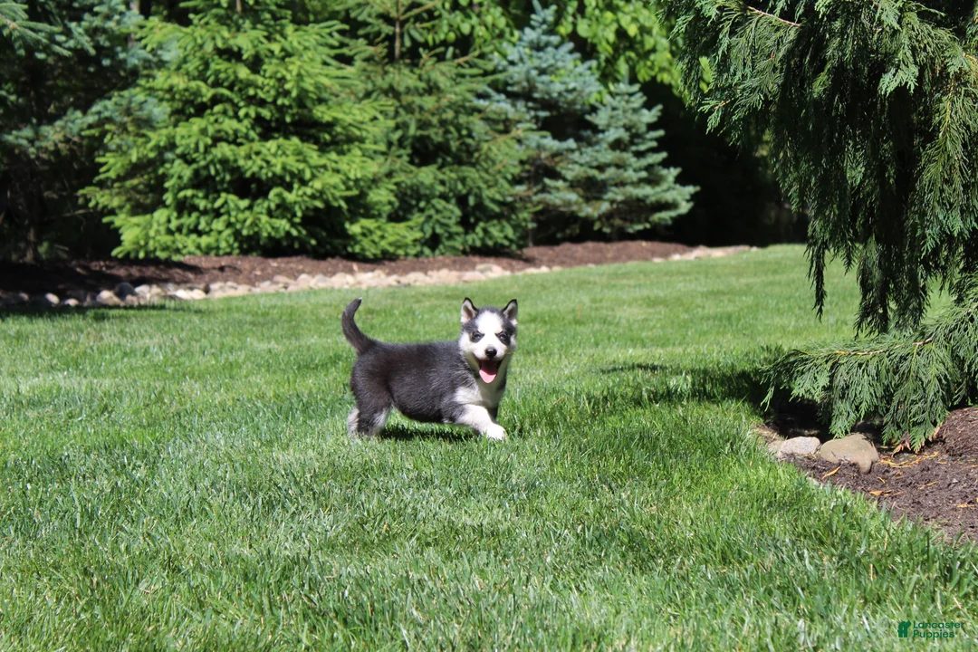 Siberian Husky dogs for sale: Luna - Ad 2