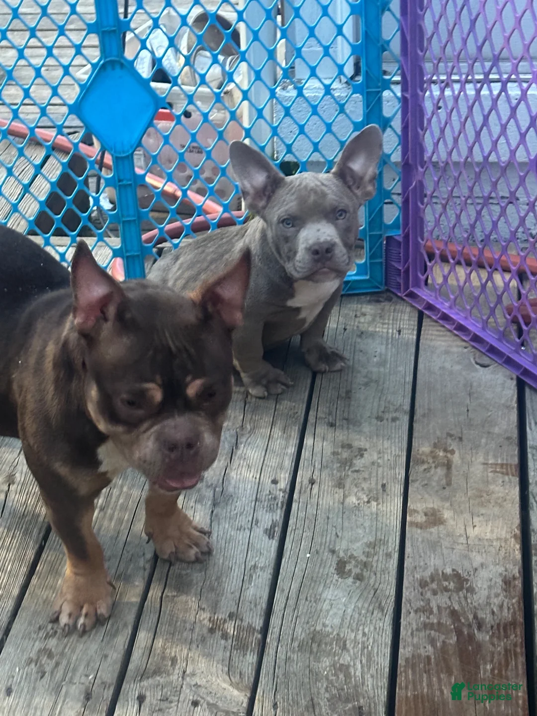 American Bully dogs for sale: Gotti - Ad 21