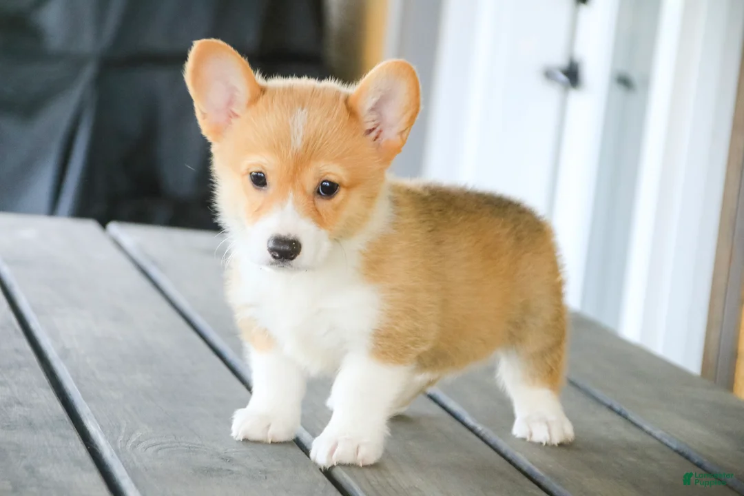 Welsh Corgi Pembroke dogs for sale: Jewel Welsh Corgi Pembroke  - Ad 2