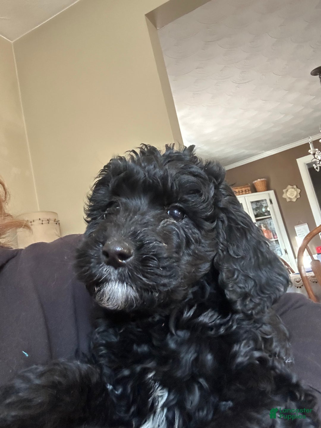 Goldendoodle dogs for sale: Goldendoodle Puppy 2 - Ad 3