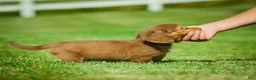 Miniature Dachshund dogs for sale: Ezra - Ad 11