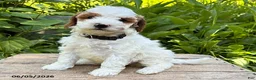 Goldendoodle dogs for sale: Ana - Ad 2
