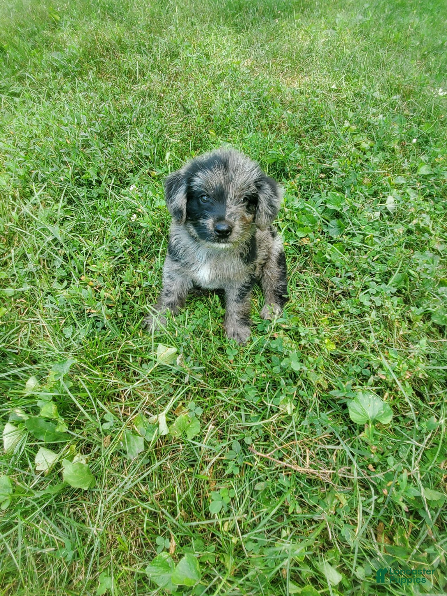 Miniature Australian Shepherd dogs Miniature Australian Shepherd 1 - Ad 24