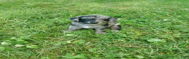Miniature Australian Shepherd 1
