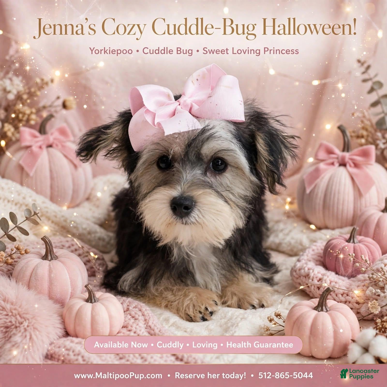 Yorkiepoo dogs Jenna - Ad 3