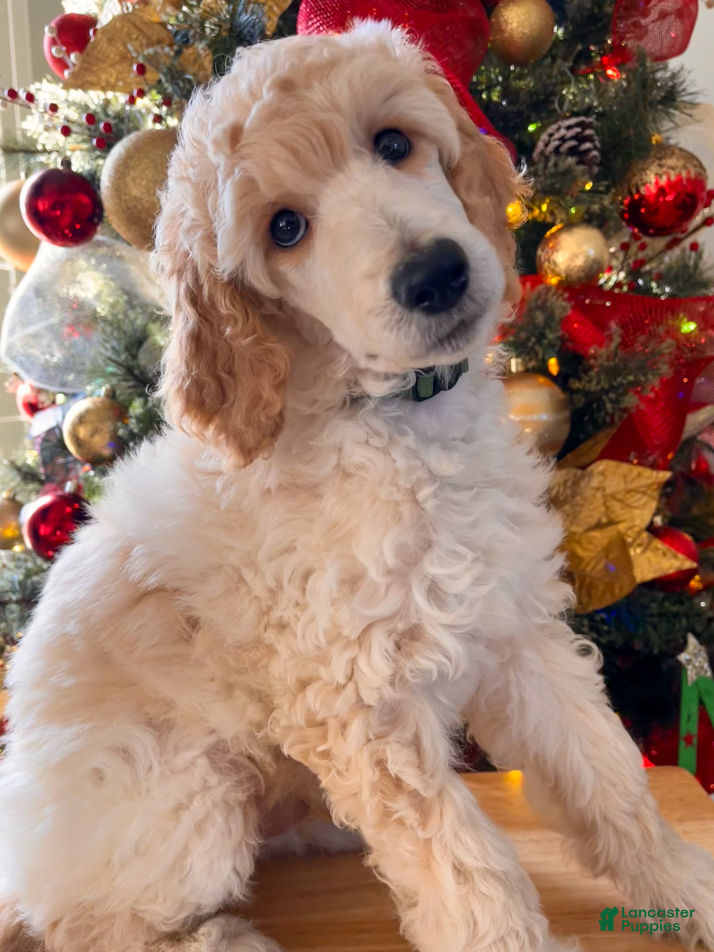 Standard Poodle dogs Chai- moyen poodle crate trained - Ad 30