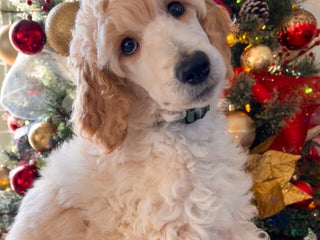 Standard Poodle dogs Chai- moyen poodle crate trained - Ad 2