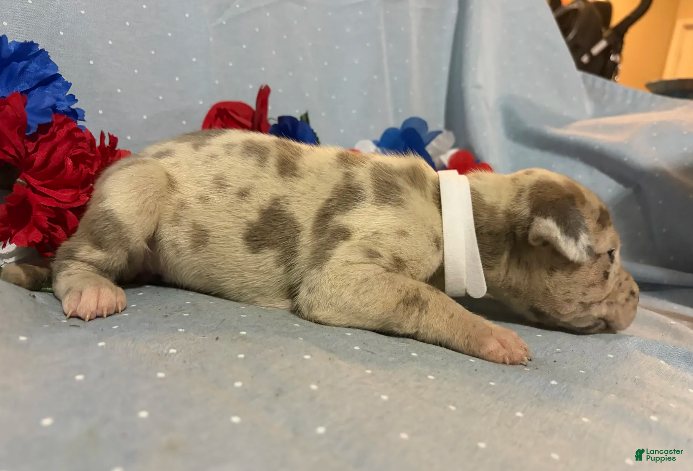 Great Dane dogs Pegasus - Ad 2