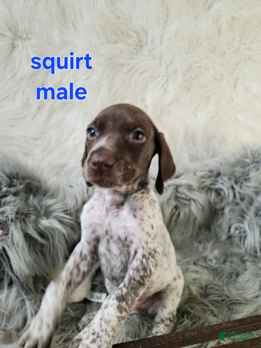 German Shorthaired Pointer dogs Squirt - Ad 29