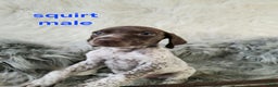 German Shorthaired Pointer dogs for sale: Squirt - Ad 1