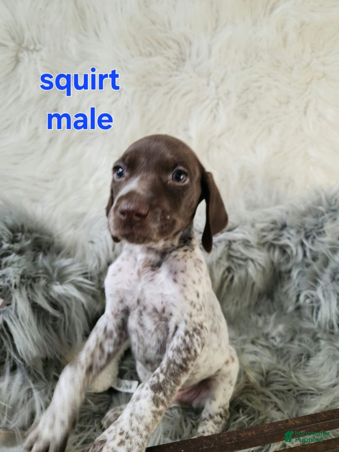 German Shorthaired Pointer dogs for sale: Squirt - Ad 1