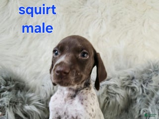 German Shorthaired Pointer dogs Squirt - Ad 24