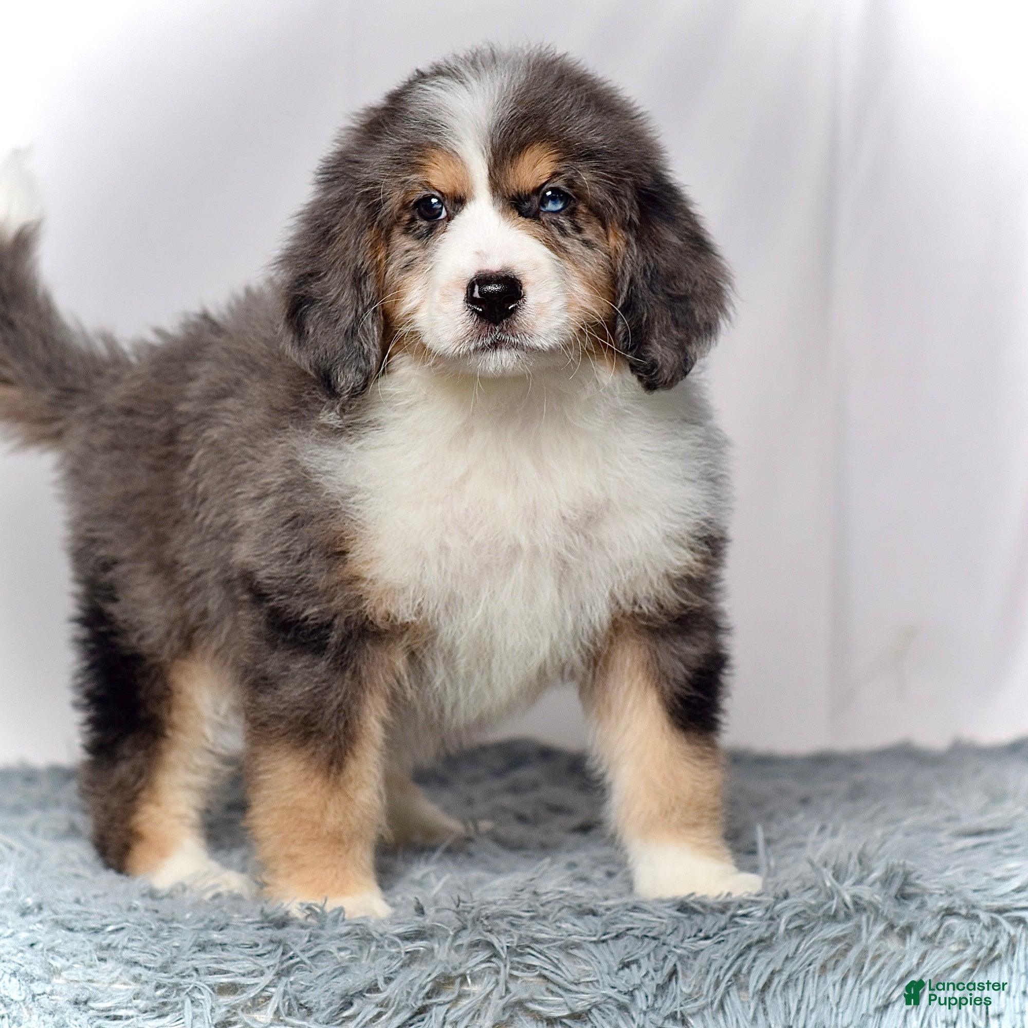 Bernedoodle dogs Ms. Venus - Ad 2