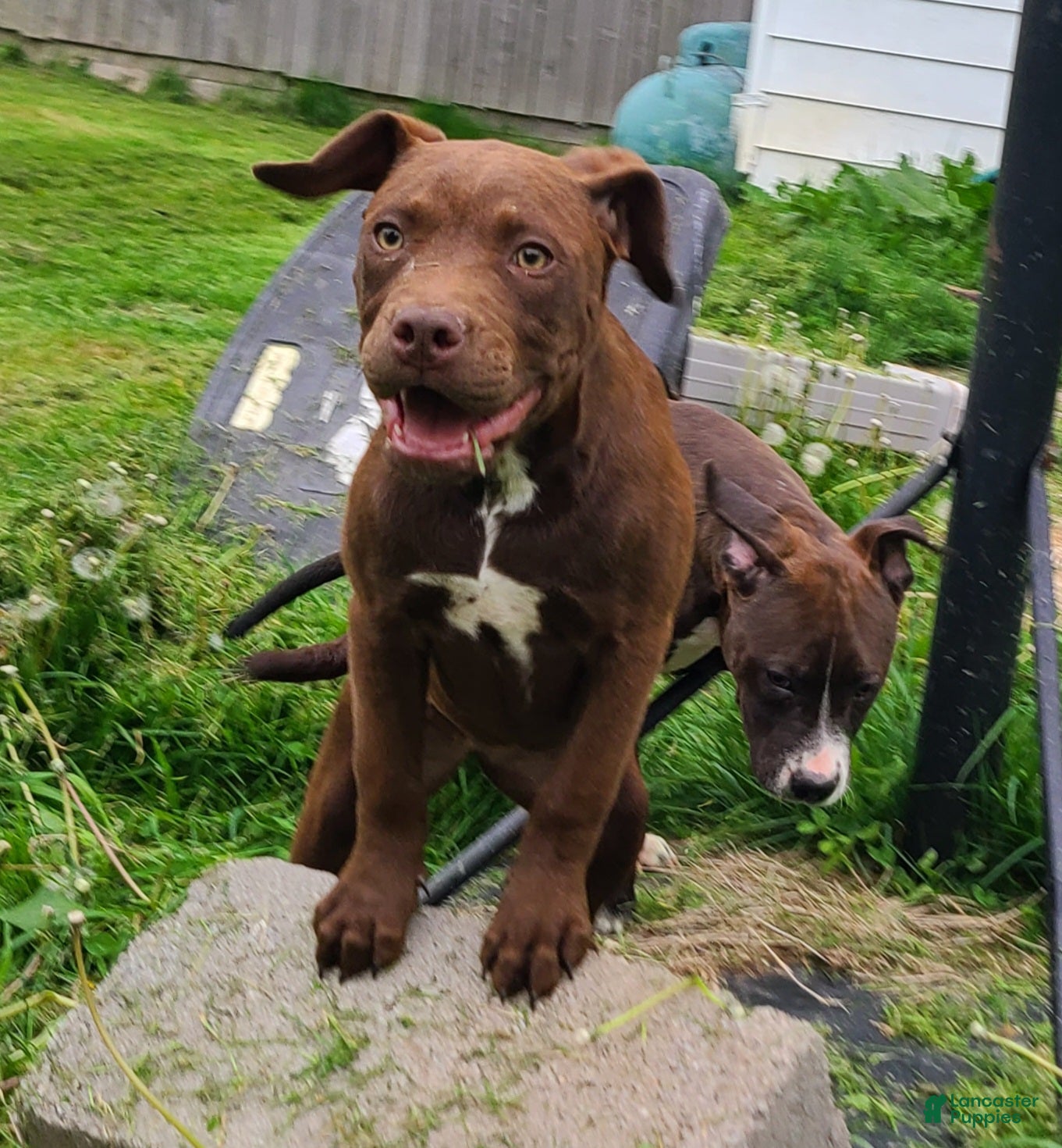 American Bully dogs Ariel Manning - Ad 31