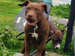 American Bully dogs Ariel Manning - Ad 31