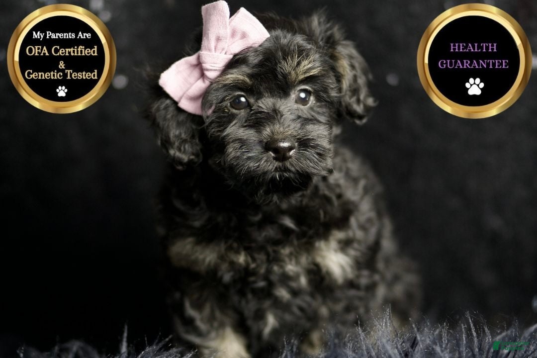 Maltipoo dogs for sale: Buzzy - Ad 5