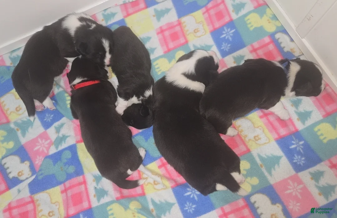 Welsh Corgi Cardigan dogs for sale: Welsh Corgi Cardigan Puppy 4 - Ad 9