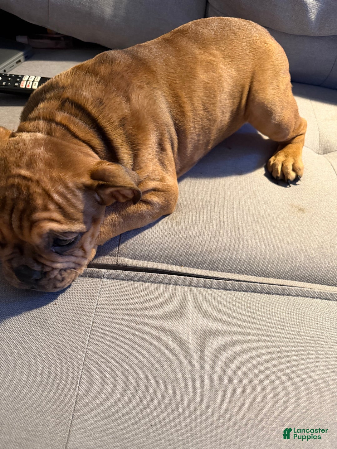 English Bulldog dogs for sale: Mocha - Ad 7