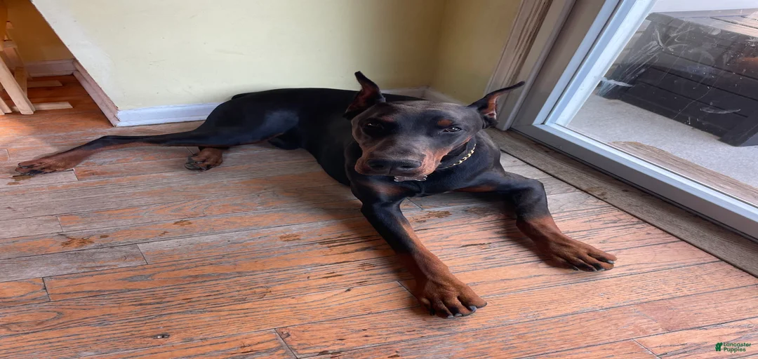 Gallery Image {{count}}