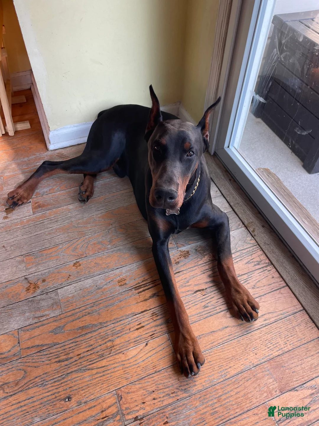 Gallery Image {{count}}