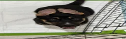 Gerberian Shepsky dogs for sale: Astrid - Ad 5