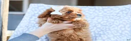 Cavapoo dogs for sale: Perry Cavapoo Puppy - Ad 3