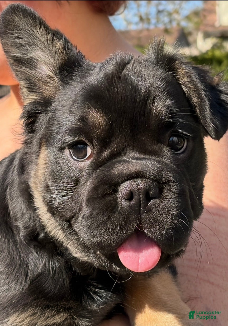 French Bulldog dogs French Bulldog Puppy 1 - Ad 30