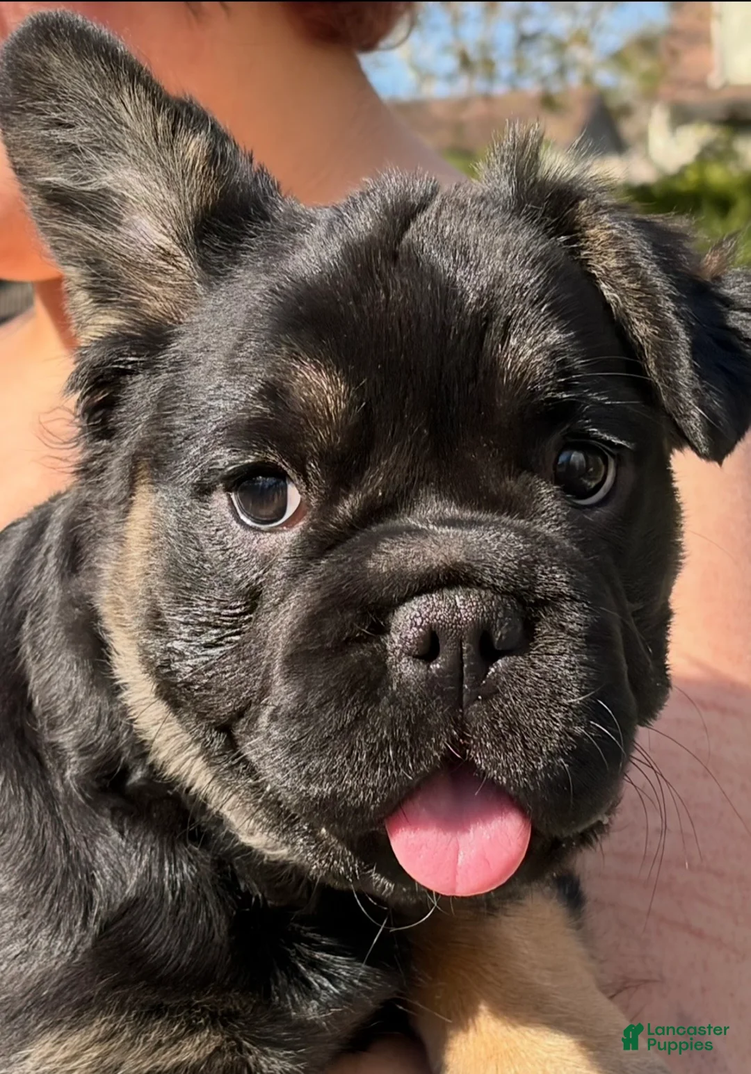 French Bulldog dogs for sale: French Bulldog Puppy 1 - Ad 1