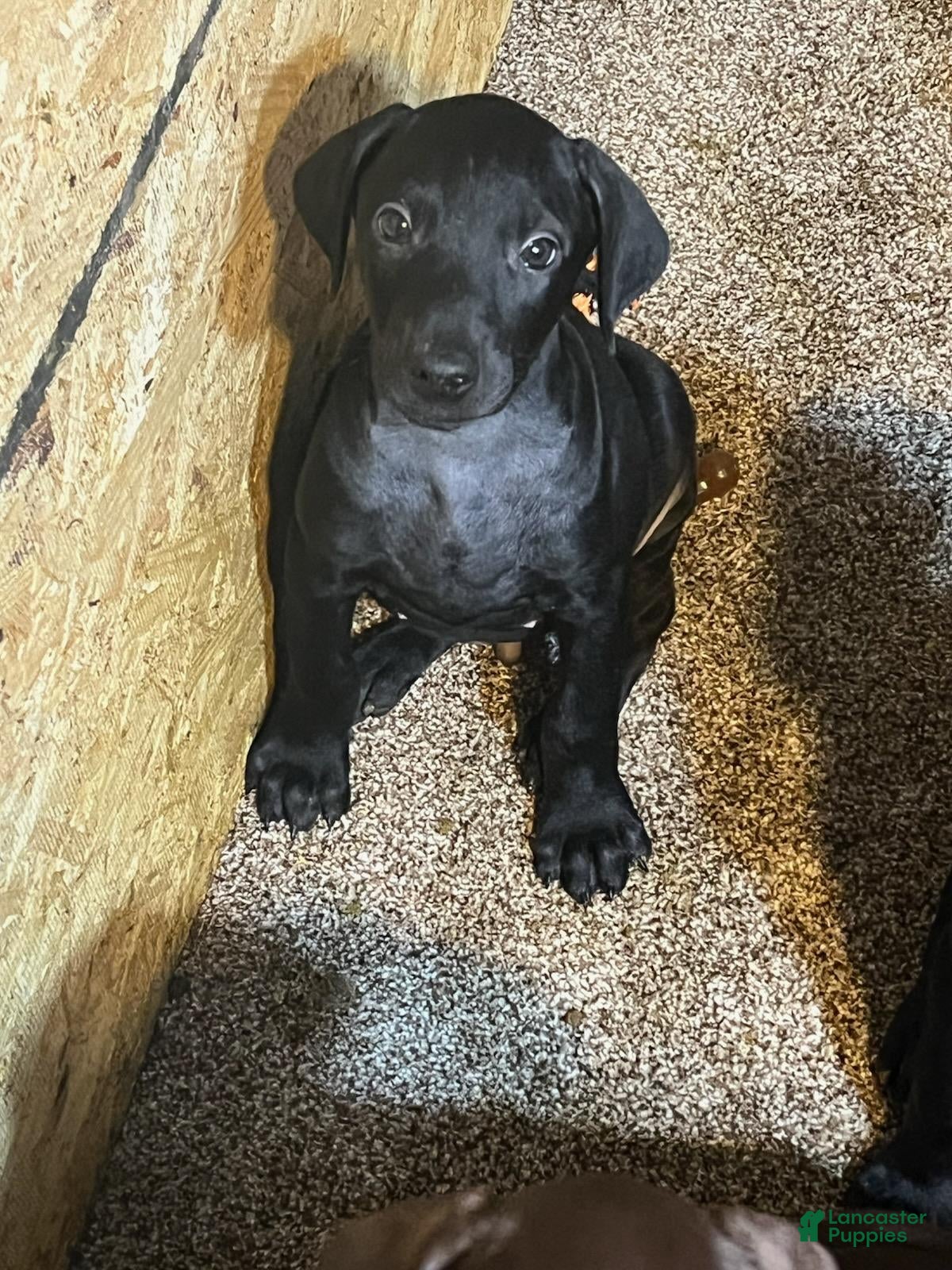 Doberman Pinscher dogs Cher Bear - Ad 1