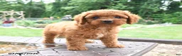 Cavapoo dogs for sale: Milo - Ad 3